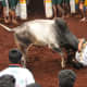 bull-festival-abull-sport-and-bull-worship-in-india