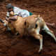 bull-festival-abull-sport-and-bull-worship-in-india