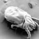 One House Dust Mite under a microscope.