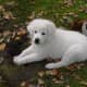 (cc image, DogsBreedSierramichelsslettvet) A Puppy Maremma Sheepdog