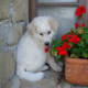 (cc image, Wikimedia Commons) Maremma Sheepdog Puppy