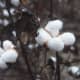 Gossypium hirsutum
