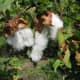 Gossypium Arboreum