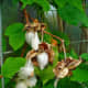 Gossypium Herbaceum