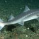 The spiny dogfish shark is one of four sharks found in Long Island Sound. 