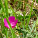 Blooming wildflowers in Mason Road Park