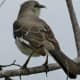 Northern Mockingbird