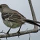 Northern Mockingbird