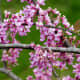 Redbud tree blossoms
