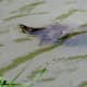 Red-eared Slider Turtle