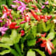 Christmas Cactus