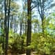 Walkways through marshy areas