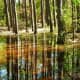 Trees reflected in marsh at Kleb Woods