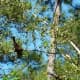 Many Yellow Waxwings spotted at Kleb Woods Nature Preserve