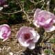 Saucer Magnolia Alexandrina originated in central China