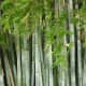 Tall stands of bamboo