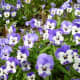 Viola cornuta. Originated from SW Europe 