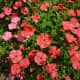China Pink Dianthus chinesis and Diamond Coral originated in China 