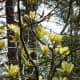 Yellow blooming magnolias 