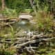 Appearance of a beaver dam at Mercer Arboretum