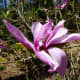 Magnolia x Betty originated in Asia