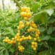 Beautiful yellow berries on shrub