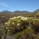 Fynbos at Cape Point, Cape Peninsula, South Africa
