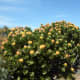 Fynbos, Sugar Bush, Leucospermun nutans at Cape Point, Cape Peninsula, South Africa