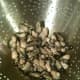 Clean slowly after boiling for 5 minutes