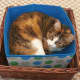If you've been around any cats at all, one thing you know is they love to squeeze into tight places -- especially when it's nap time.