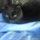 Our outdoor cat, Midnight, comfortably warm on top of his heating blanket -- even though it's cold -- really cold -- outside.