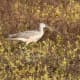 Long-billed curlew.