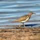 Spotted sandpiper, winter plumage.