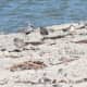 Here is a photo of black-bellied plovers and some western sandpipers. The plovers are just beginning to get their winter plumage.