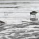 Semipalmated (related to common ringed) plover and a dunlin.