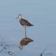 Greater yellowlegs.