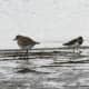 Ruddy turnstone and a black-bellied plover.