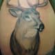deer-tattoos-and-meanings-deer-skull-tattoos-and-meanings-deer-tattoo-ideas-and-pictures