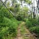 Trail 101 - it's not as dense.