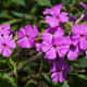 A close-up of wild phlox.