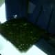 This is the back side of my algae screen. It is really green because I had turned the screen around 2 days prior. But I removed it to clean it because the hair algae growth was too long and it was sticking out of the scrubber! (9/9/12)