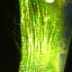 Picture of algae scrubber screen with air pump shut off and free floating in water on 9/1/12 showing gha