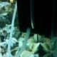 Siphoned airline hose that pulls water from my Aqueon filter directly into the bottom of my upflow algae scrubber