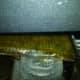Growth on my horizontal scrubber 9/7/12