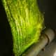 Picture of algae scrubber screen with air pump shut off and free floating in water on 9/1/12 showing green hair algae (gha)