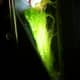 Picture taken 9/7/12. Algae growth since being cleaned on 9/1/12