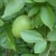 Unripe fruit
