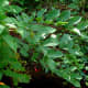 Poison sumac grows as a shrub or small tree.