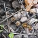 Really little gray morel mushroom twins aside two acorn tops.