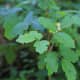 Poison oak grows in a vine around trees or in a small shrub.